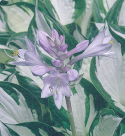 Hosta Amazone