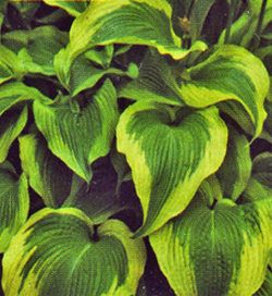 Hosta Atlantis Hosta Atlantis