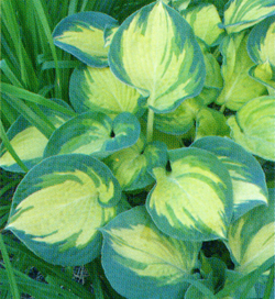 Hosta Beach Boy Hosta Beach Boy