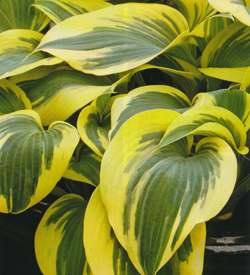 Hosta Ben Vernooy Hosta Ben Vernooy