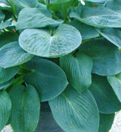 Hosta Blue Vision Hosta Blue Vision