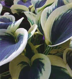 Hosta Blue Ivory Hosta Blue Ivory