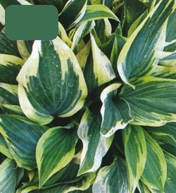 Hosta Bobcat