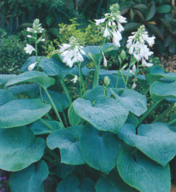 Hosta Bressingham Blue Hosta Bressingham Blue