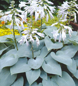 Hosta Bulletproof */