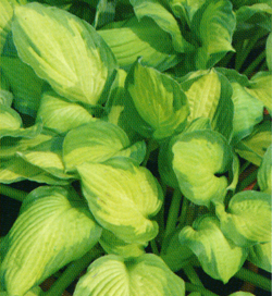 Hosta Captain Kirk Hosta Captain Kirk