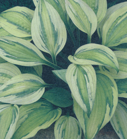 Hosta Capatin´s Adventure