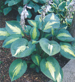 Hosta Chain Lightning Hosta Chain Lightning