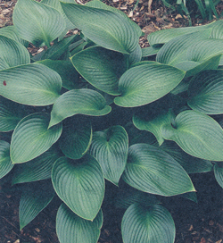 Hosta Devon Green Hosta Devon Green