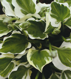 Hosta Diamond Tiara Hosta Diamond Tiara