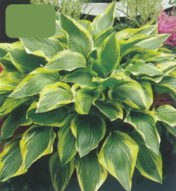 Hosta Don Stevens Hosta Don Stevens