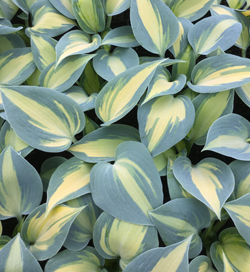 Hosta Dream Queen Hosta Dream Queen