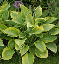 Hosta Earth Angel Hosta Earth Angel