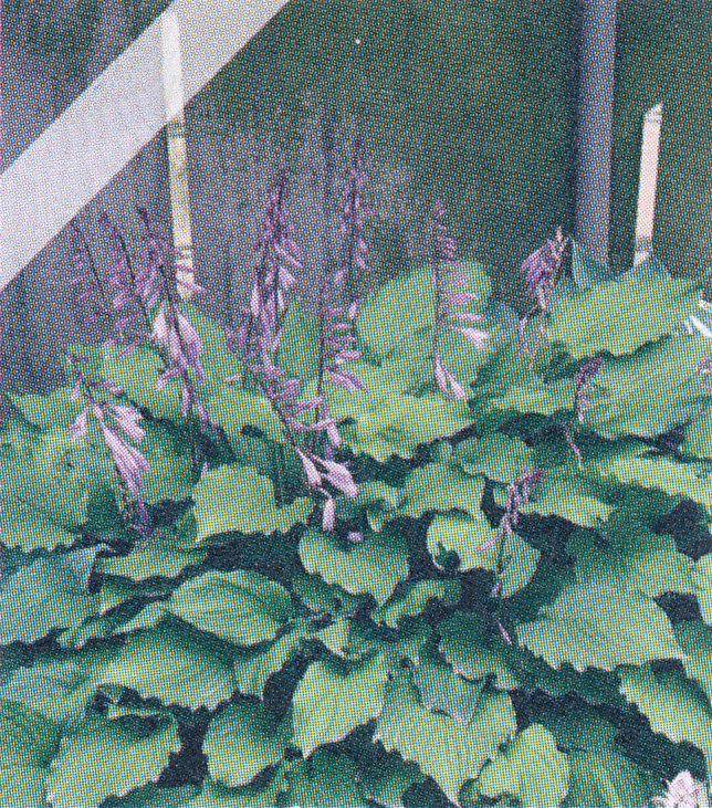 Hosta Elisabeth Hosta Elisabeth