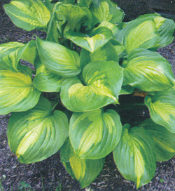 Hosta Emerald Charger Hosta Emerald Charger