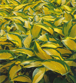 Hosta Forbidden Fruit Hosta Forbidden Fruit