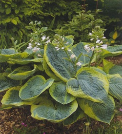 Hosta Frances Williams Hosta Frances Williams