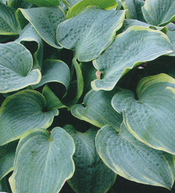 Hosta Frosted Dimples Hosta Frosted Dimples