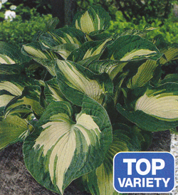 Hosta Golden Meadows Hosta Golden Meadows
