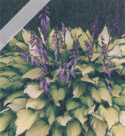 Hosta Lady Guinevere Hosta Lady Guinevere