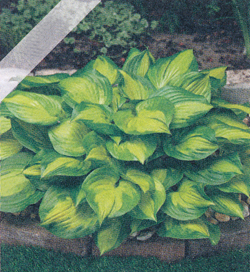 Hosta Lakeside Banana Bay Hosta Lakeside Banana Bay