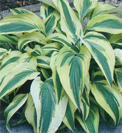 Hosta Lakeside Dragonfly