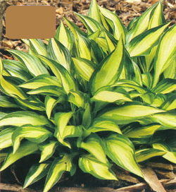 Hosta Lakeside Little Tuft