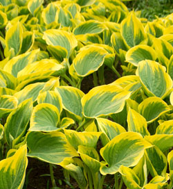 Hosta Liberty Hosta Liberty