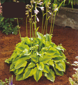 Hosta Luna Moth Hosta Luna Moth