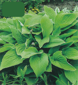 Hosta Marmalade on Toast