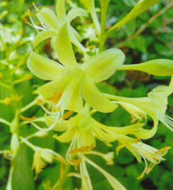 Hosta Miracle Lemony */