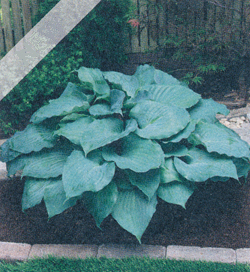 Hosta Moonlight Sonata