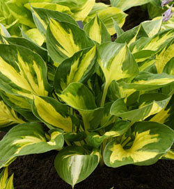 Hosta Morning Star Hosta Morning Star