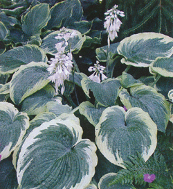 Hosta Northern Exposure Hosta Northern Exposure
