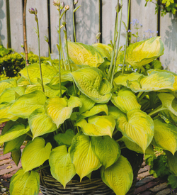 Hosta Old Glory Hosta Old Glory