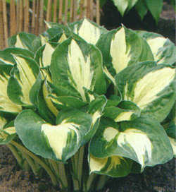 Hosta Pathfinder Hosta Pathfinder