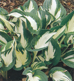 Hosta Paul Revere Hosta Paul Revere
