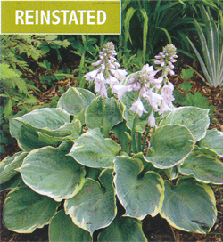 Hosta Pizzazz Hosta Pizzazz