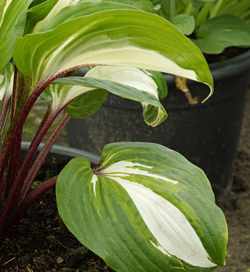 Hosta Raspberry Sundae