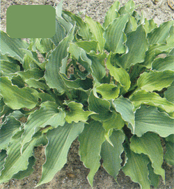 Hosta Restless Sea Hosta Restless Sea