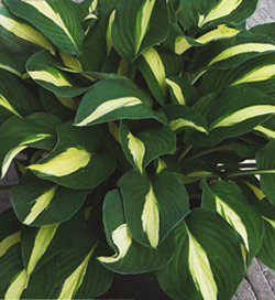 Hosta Risky Business Hosta Risky Business