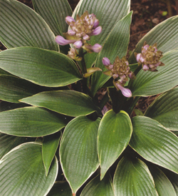 Hosta Silver Shadow Hosta Silver Shadow