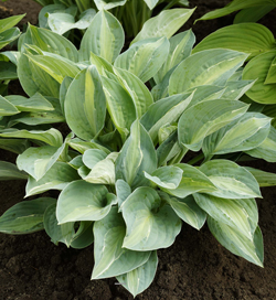 Hosta Snake Eyes Hosta Snake Eyes