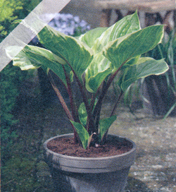 Hosta Sorbet Hosta Sorbet