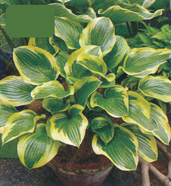 Hosta Sugar and Spice Hosta Sugar and Spice
