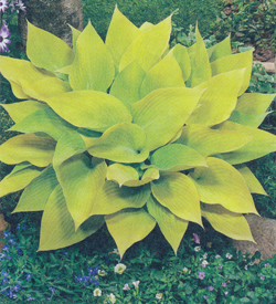 Hosta Sunny Halcyon Hosta Sunny Halcyon