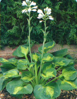 Hosta Sunset Grooves Hosta Sunset Grooves