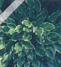 Hosta Tea At Bettys´ Hosta Tea At Bettys´