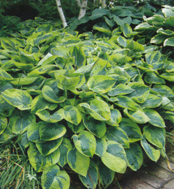 Hosta Tokudama Flavocircinalis