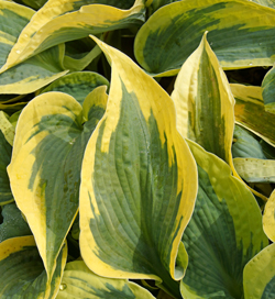 Hosta Tootie Mae Hosta Tootie Mae